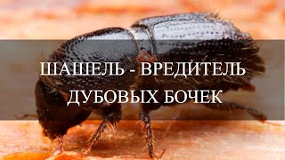 Шашель - вредитель дубовой бочки | Shashel - oak barrel pest