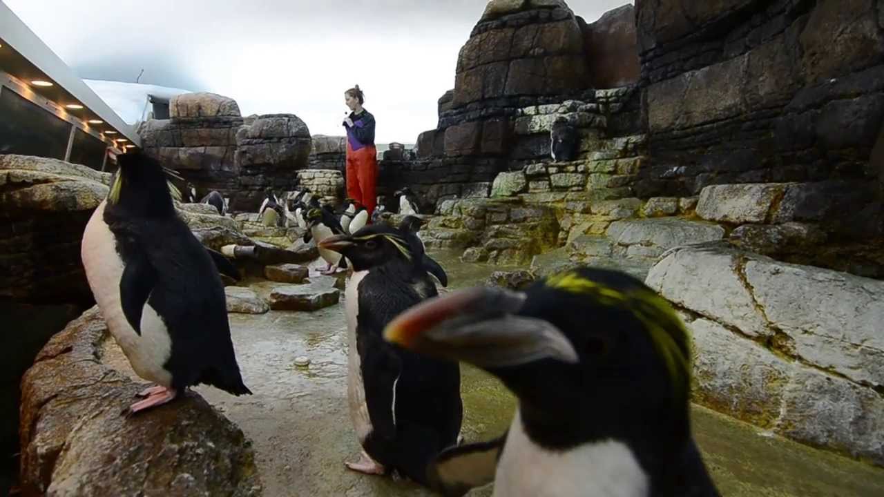 Detroit Zoo penguin feeding YouTube