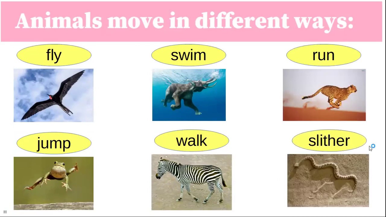 Animals Move YouTube