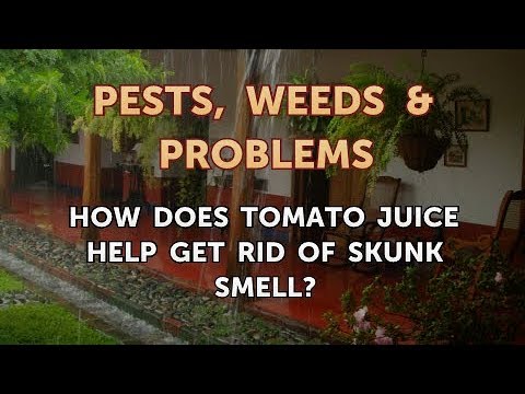 How Does Tomato Juice Help Get Rid of Skunk Smell?