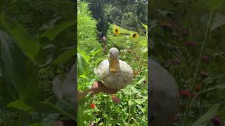 Whim after a swim in his pond, and a sunbake in the flower garden 🌞🌸 #short #animals #garden #duck