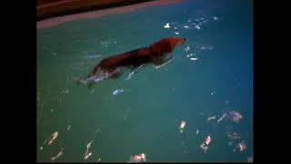 Eliot the Alligator 10 22 09