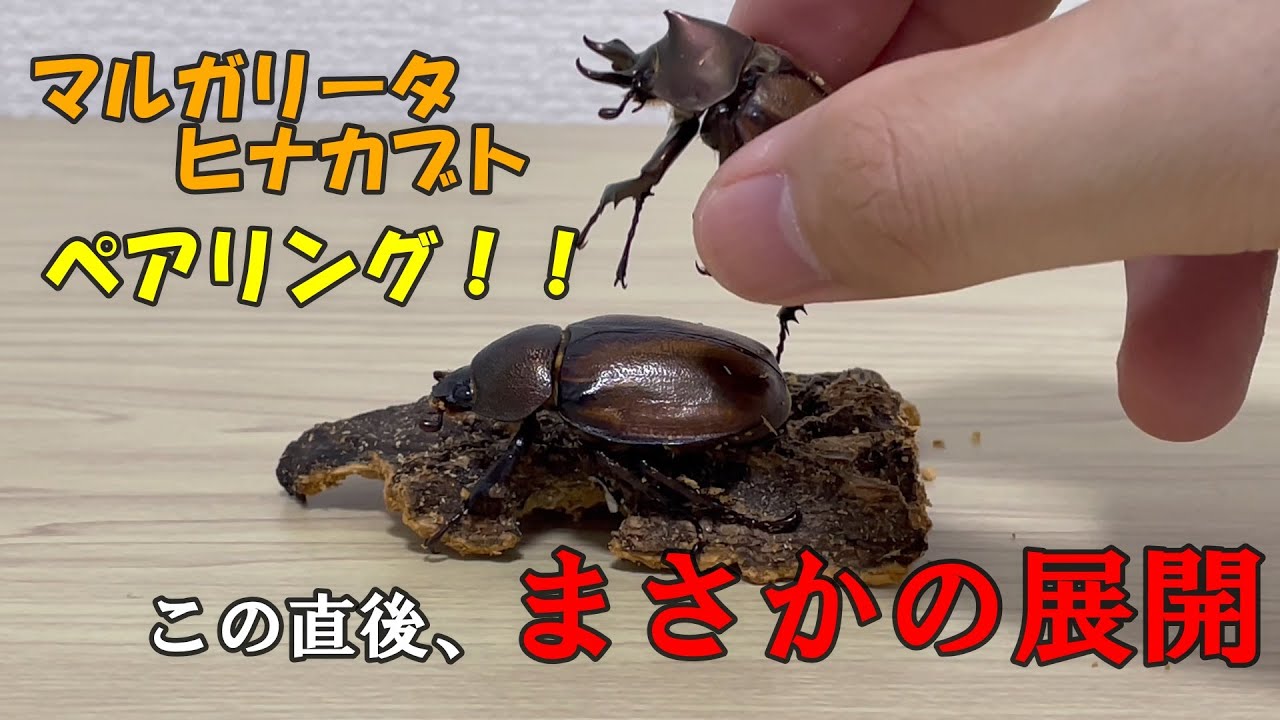 神秘的なクワガタ Www Optimalplus Com