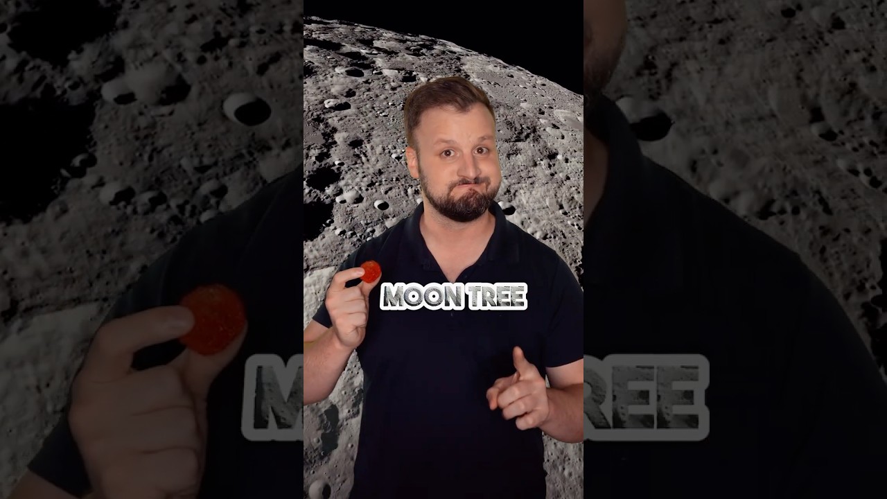 This Tree Has Been To The Moon - YouTube