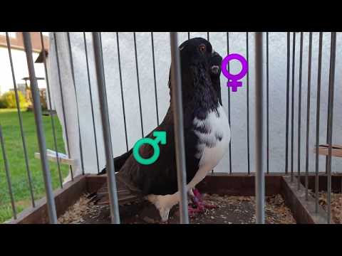 Geschlechtsbestimmung bei Tauben