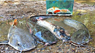 Menangkap ikan besar taiger fish, ikan lele raksasa, ikan hias, ikan koi, ikan cupang, ikan channa