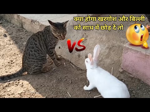 वीडियो: क्या बिल्लियाँ खरगोश खाना पसंद करती हैं?