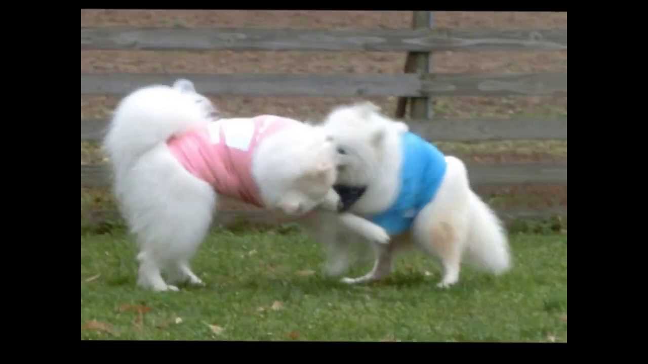サモエド ホーリー サリー ミントちゃん歓迎オフin山中湖woof Youtube