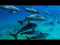 8 hours  hawaii dolphins underwater relaxing music  relax sleep meditate  great escapes