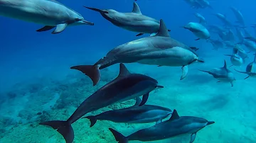 8 hours - Hawaii Dolphins Underwater Relaxing Music - RELAX, SLEEP, MEDITATE | Great Escapes