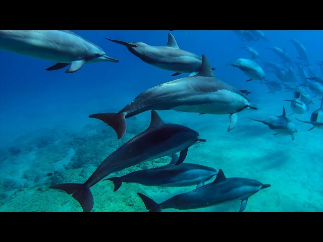 8 hours - Hawaii Dolphins Underwater Relaxing Music - RELAX, SLEEP, MEDITATE | Great Escapes class=
