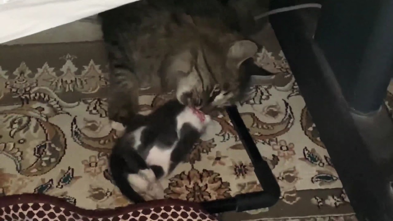 The mother cat eats the baby YouTube