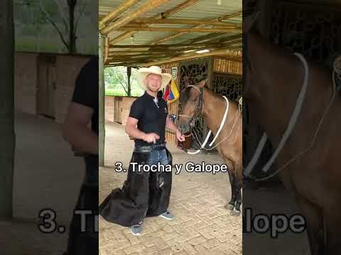 Video: Mantener un caballo: tablero de pérdida vs. tablero de campo