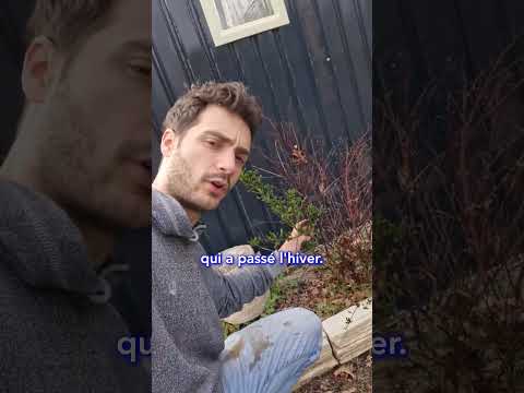 Vidéo YouTube