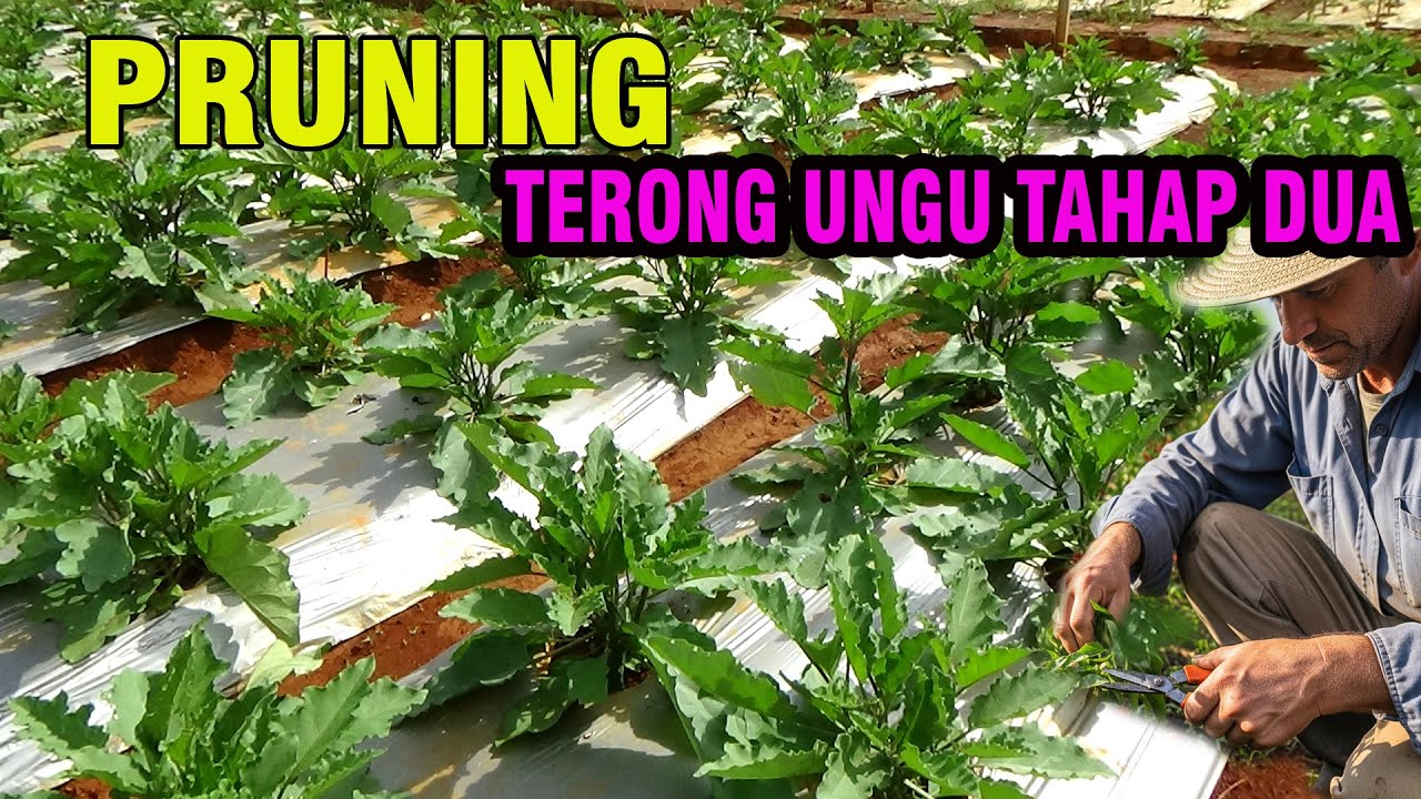 PRUNING KEDUA TERONG UNGU AGAR CABANG MENGHASILKAN BUAH BANYAK Part 2