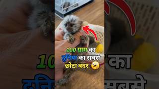दुनिया का सबसे छोटा बंदर 😱 |Facts about Pygmy Marmosets| #shorts