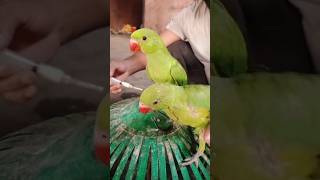 feed Parrots Injection #arabic #love #funny #parrot #naat