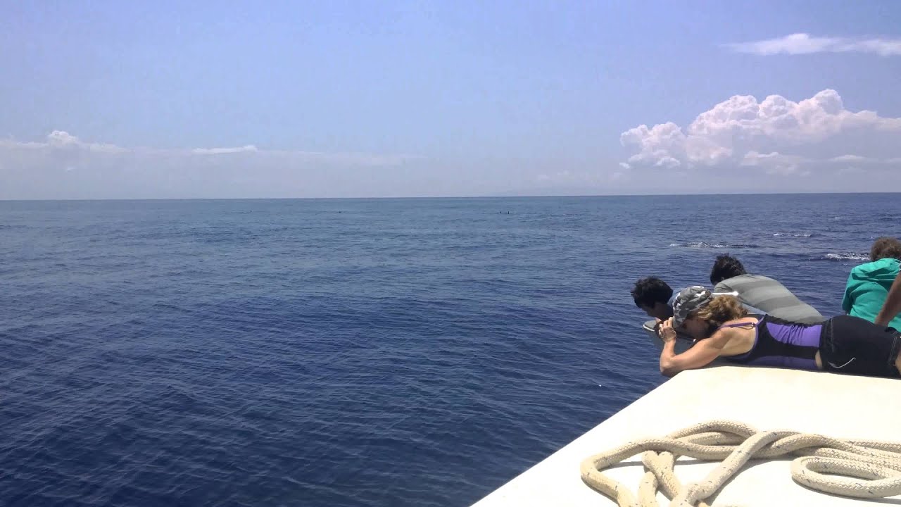 My hand is a dolphin!