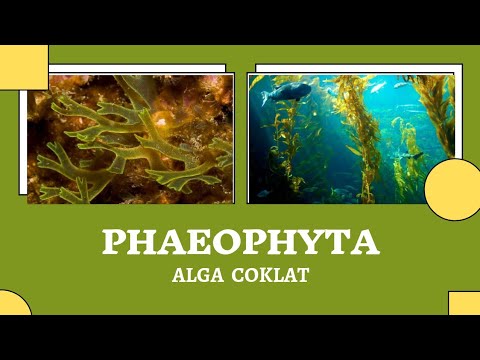 PHAEOPHYTA (ALGA COKLAT) | GANGGANG COKLAT