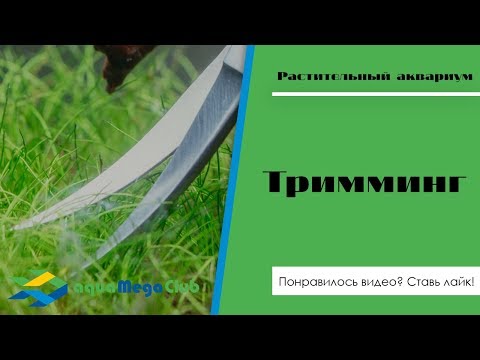 Video: Hygrophila willifolia: fotografija, razmnoževanje, hranjenje v akvariju