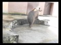 VIER PFOTEN befreit behinderten Bär aus polnischem Zoo