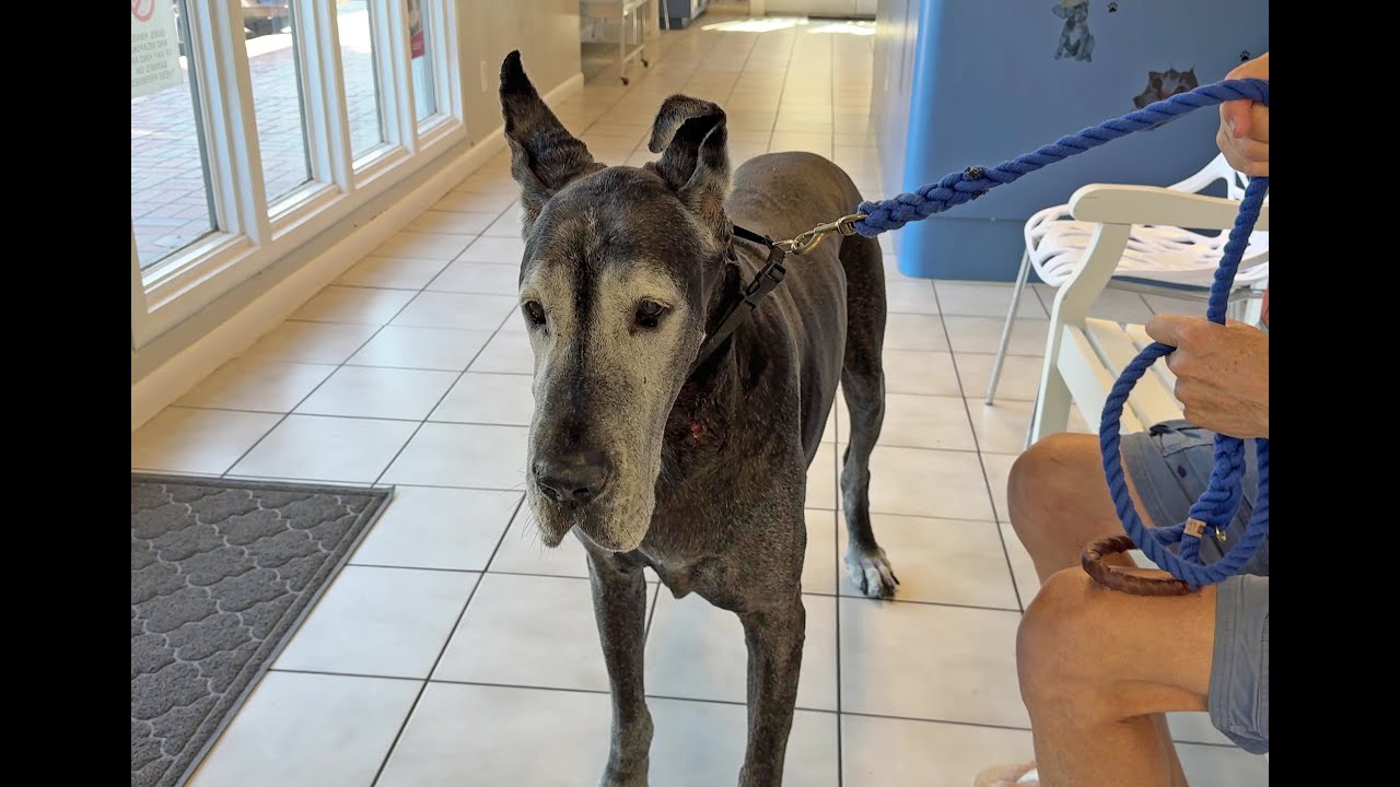 Senior Great Dane At The Vet  For Wound Treatment Visits With Kittens For Adoption