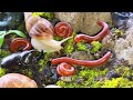 Rare Wildlife Encounter : Millipede, Snail &amp; Rhinoceros Beetle Meetup #EducationalMillipede #insects