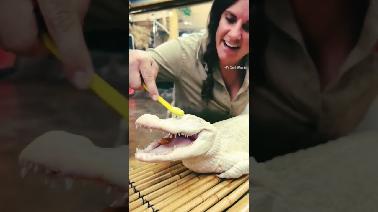 White Crocodile 🐊 Alligator