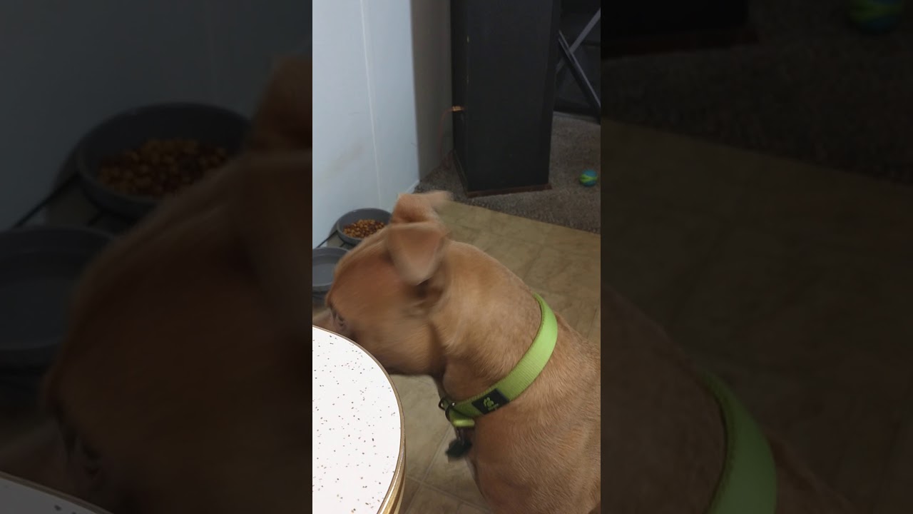 Pitbull cereal psych out