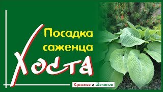 видео: Хоста. Посадка саженца в саду. картинка: Хоста. Посадка саженца в саду.