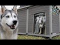 Aivituvin extra large insulated dog house  assembly  review