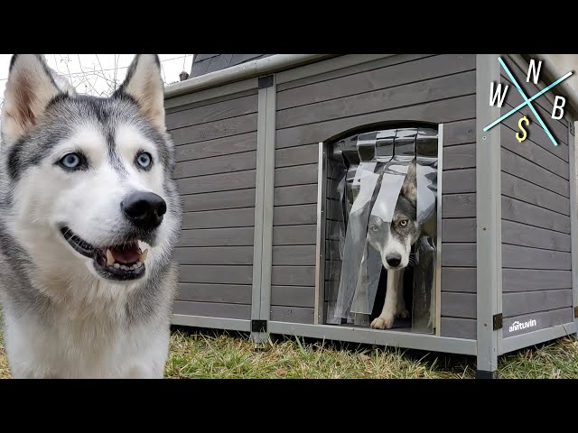 Incredible Dog Houses for Large Dogs: Bigger is Better! 3 sddefault