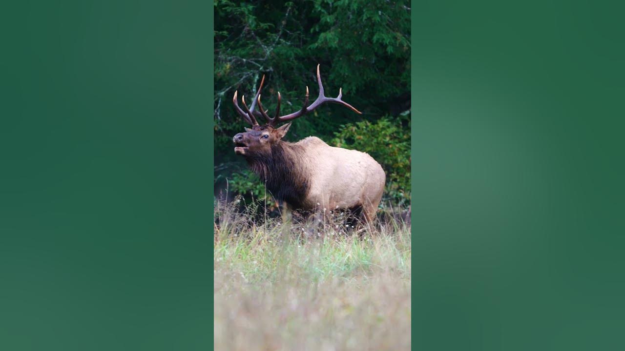 Bull Elk Bugle During the Rut YouTube