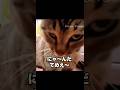 にゃんだテメェ...? ガンを飛ばすネコ #cat #猫 #Shorts #動物