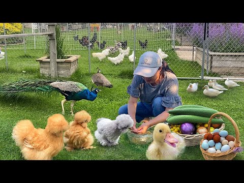 Nature Brings Happiness 🌿 Inside My Peaceful Organic World of Poultry, Gardens & Harvests
