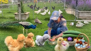 Nature Brings Happiness 🌿 Inside My Peaceful Organic World of Poultry, Gardens & Harvests