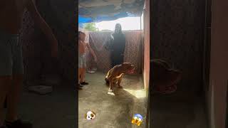 PitBull love ❤️ #lekthebestkennel