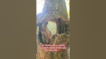 CÂY RỪNG ĐỘC LẠ BỘNG SIÊU ĐẸP TRONG RỪNG SÂU TÂY NGUYÊN