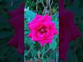সুন্দর নিষ্পাপ একটি গোলাপ 🌹 | Pure & Innocent Rose | #shorts