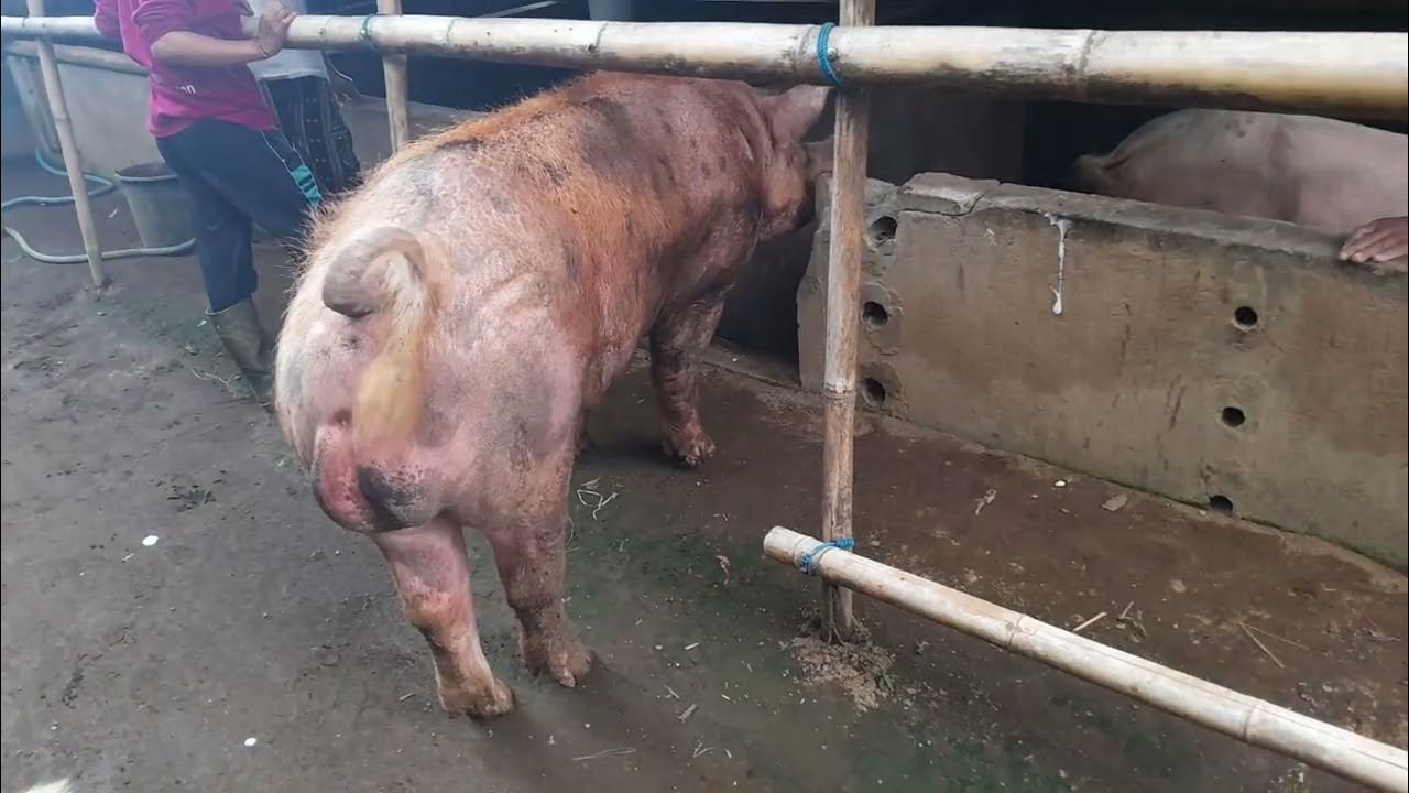 BABI PEJANTAN SUPER,,PROSES MENGAWINKAN BABI SECARA ALAMI BAGIAN I ...