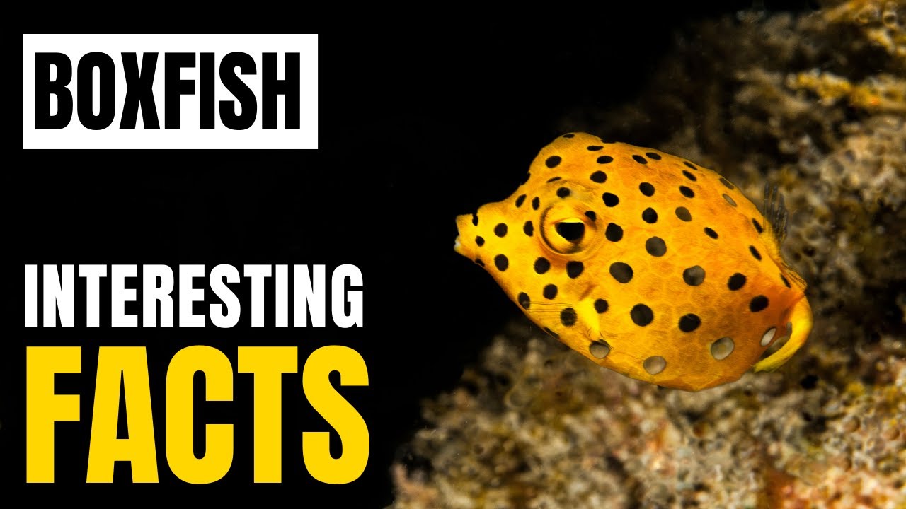 Amazing facts of Boxfish | Interesting Facts | The Beast World - YouTube
