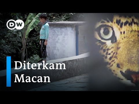 Video: Di mana manusia macan tutul tinggal?
