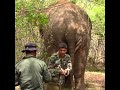 Injecting to elephant | ゾウへの注射 | حقن الفيل | Save elephants | Animals | Wildlife | Animaux #shorts