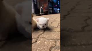 Teacup puppies#dubaipomeranian #teacup #puppies #pomeranian #mini #minipuppies #teacuppuppiesforsale