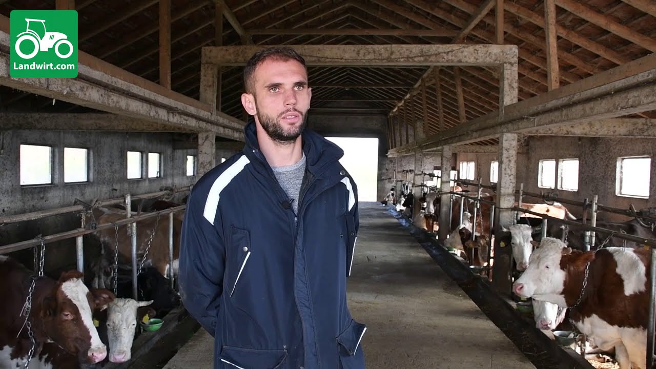 Ferma për prodhimin e qumështit në fshatin Jashanicë të Klinës