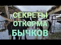 НАШИ СЕКРЕТЫ ОТКОРМА БЫКОВ. БЫКИ РАСТУТ КАК НА ДРОЖЖАХ.