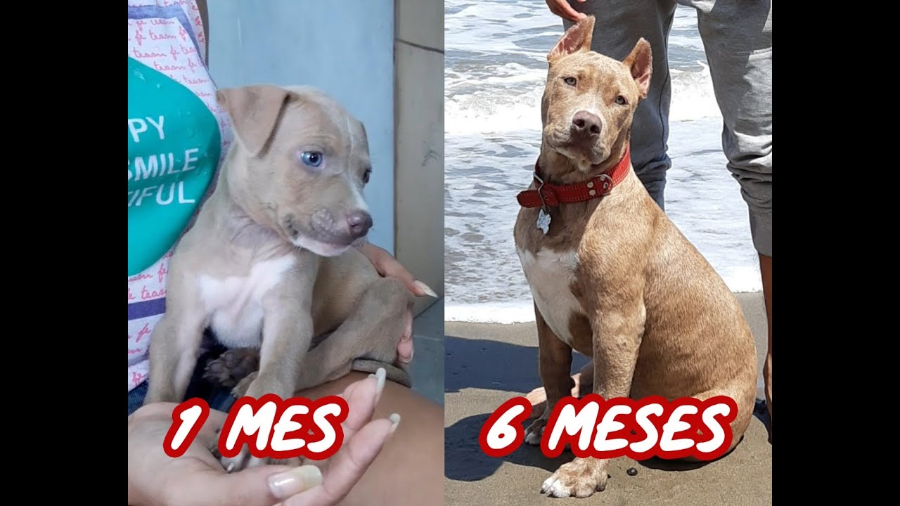 CRECIMIENTO DE MI PITBULL TYSON (De 1 a 6 Meses) - YouTube
