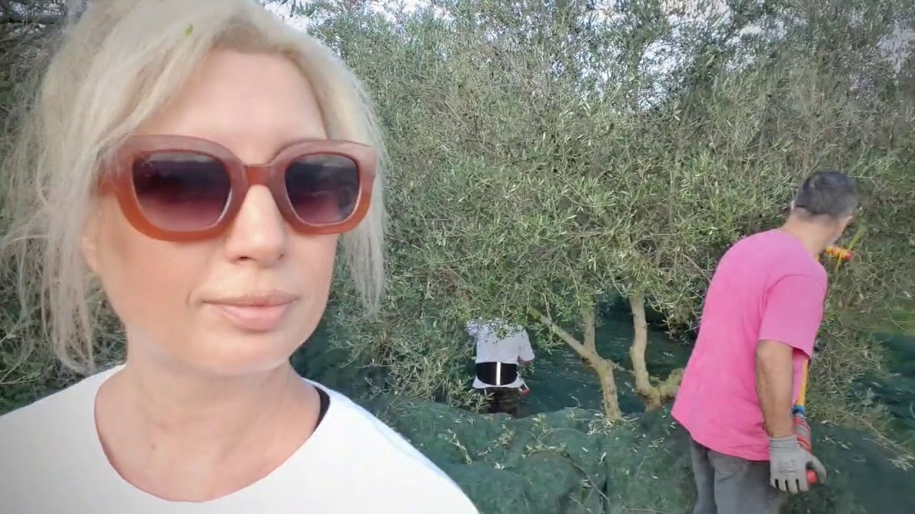 Остров Крит, оливки, Χανια  ελιες χωραφια