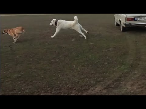 ჩვენი ქართული ნაგაზი თეთრი ხოდა და გიჟი აფინა