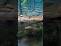 @aquariodesaopaulo #aquarium  #Crocodiles#brasil #shorts
